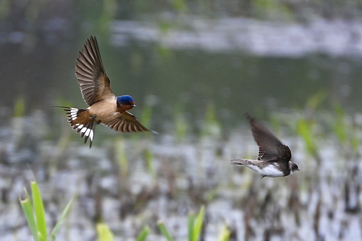 Bank Swallow - ML619550053