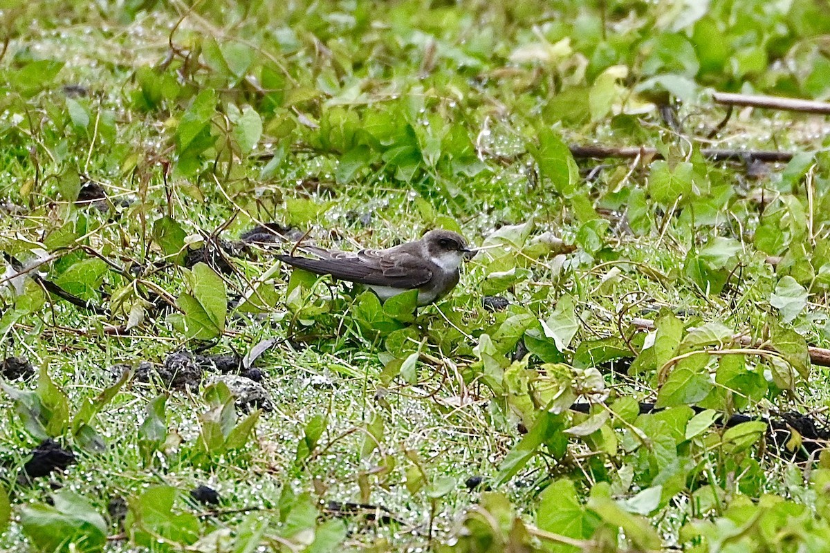 Bank Swallow - ML619550055