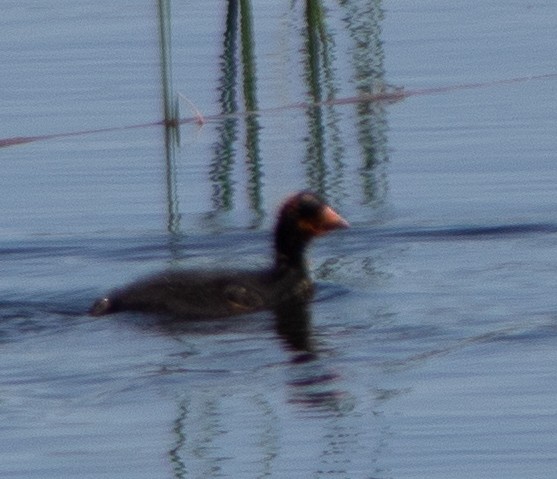 American Coot - G Stacks