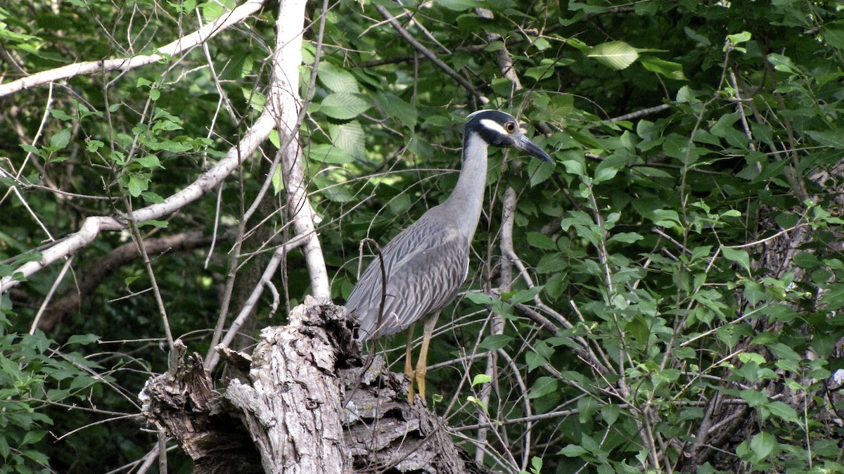 Yellow-crowned Night Heron - ML619550063