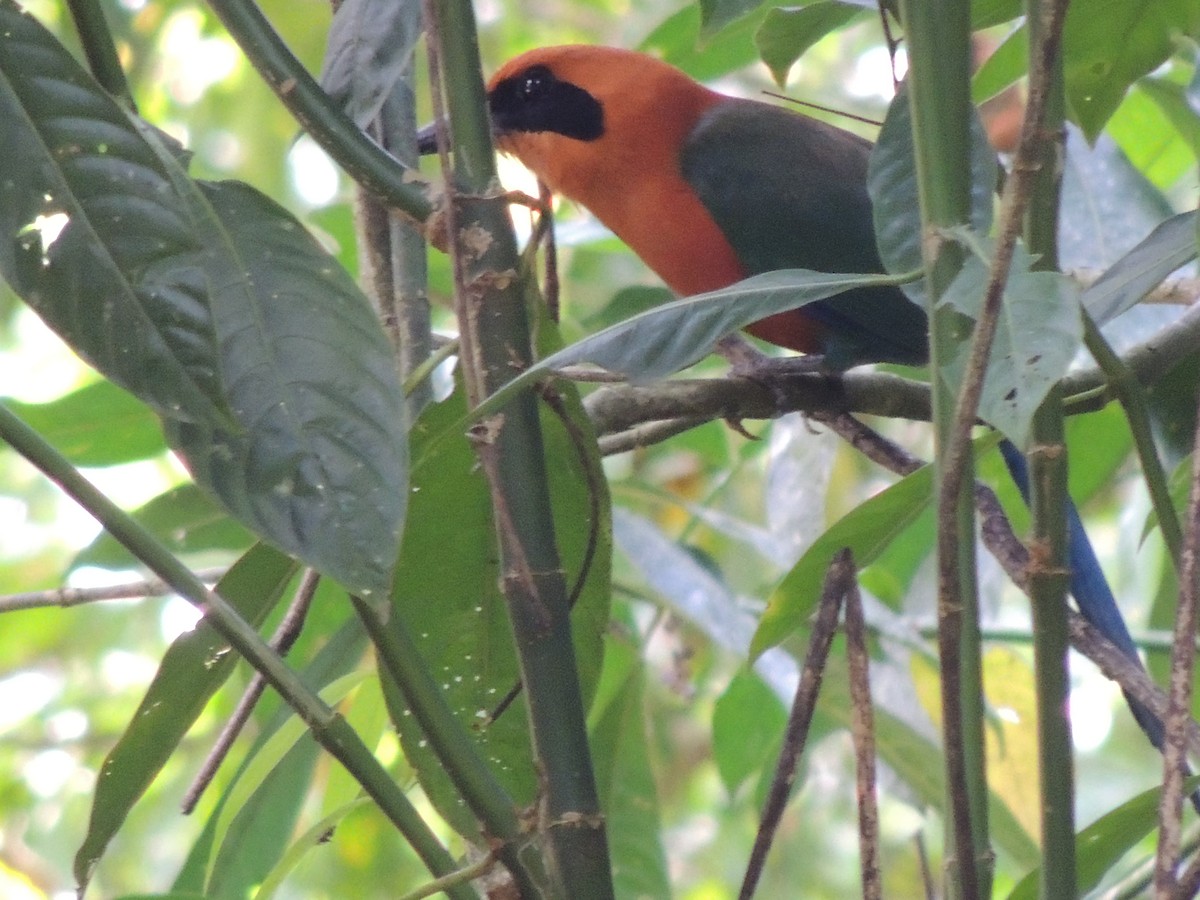 Rufous Motmot - ML619550064