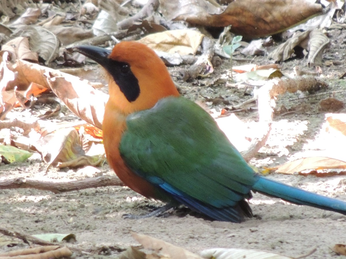 Rufous Motmot - ML619550065