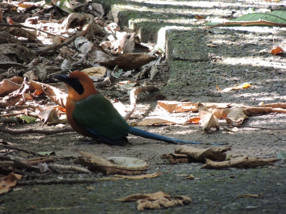 Rufous Motmot - Roger Lambert