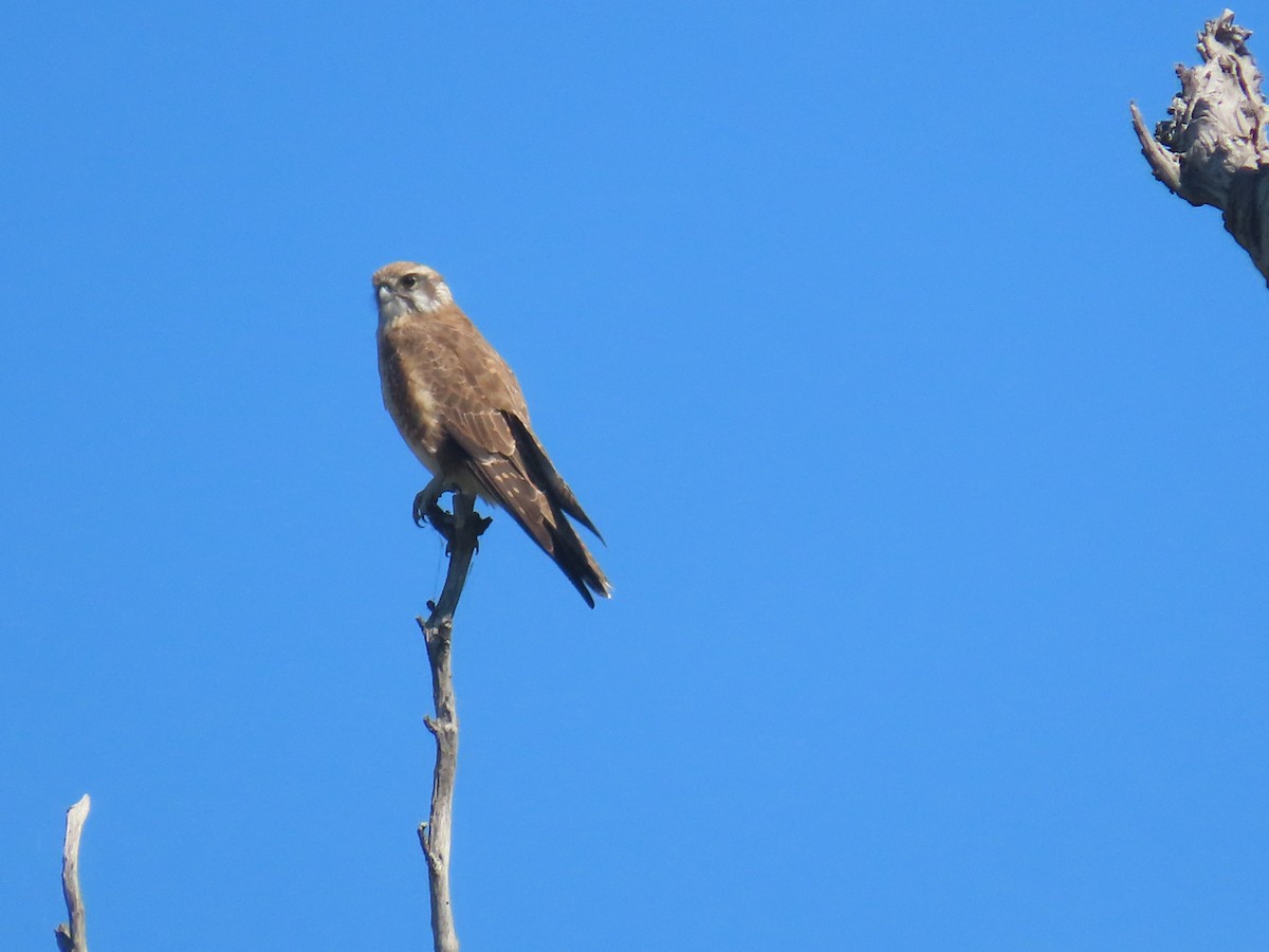 Brown Falcon - Scott and Jenny Pascoe