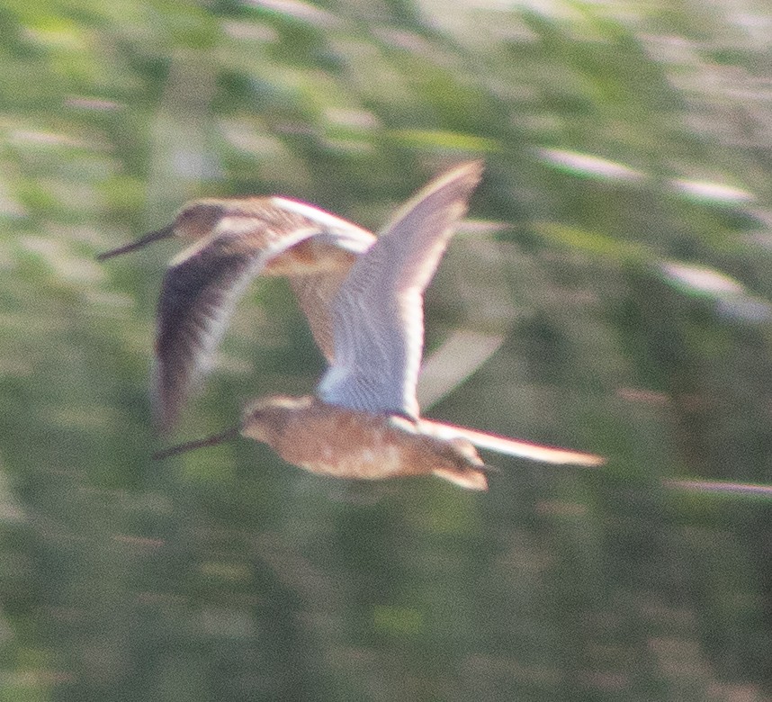 Long-billed Dowitcher - G Stacks