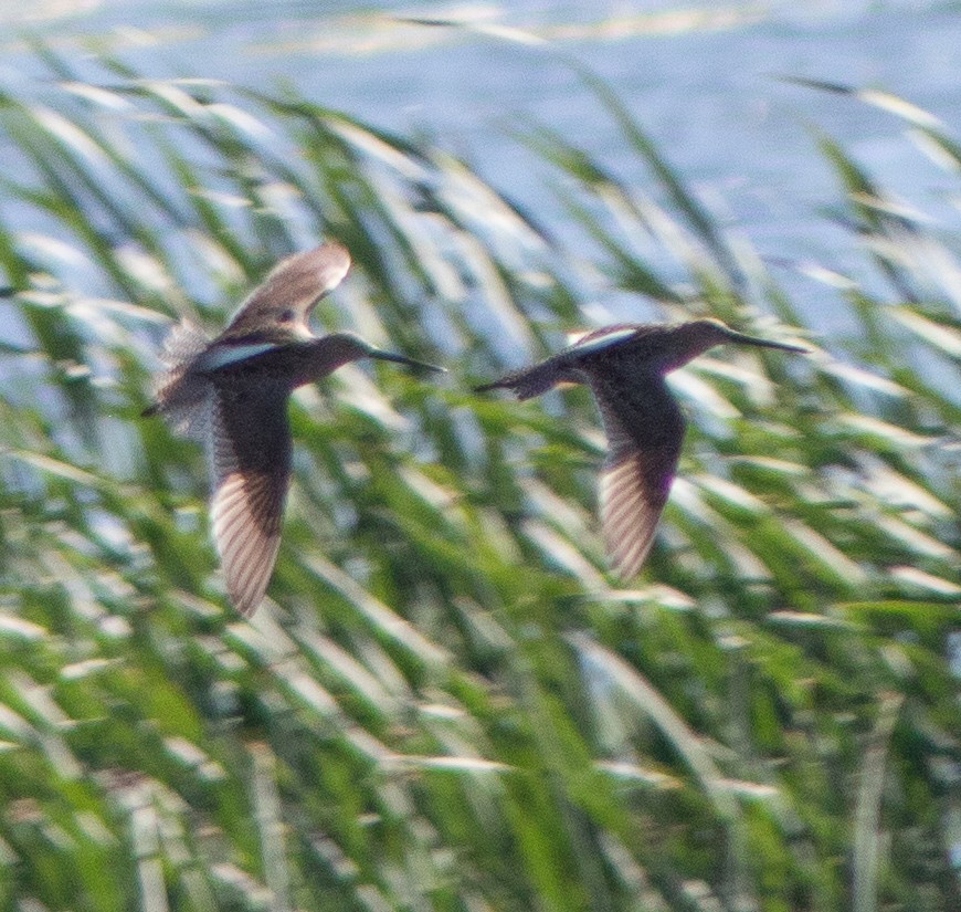 Long-billed Dowitcher - G Stacks