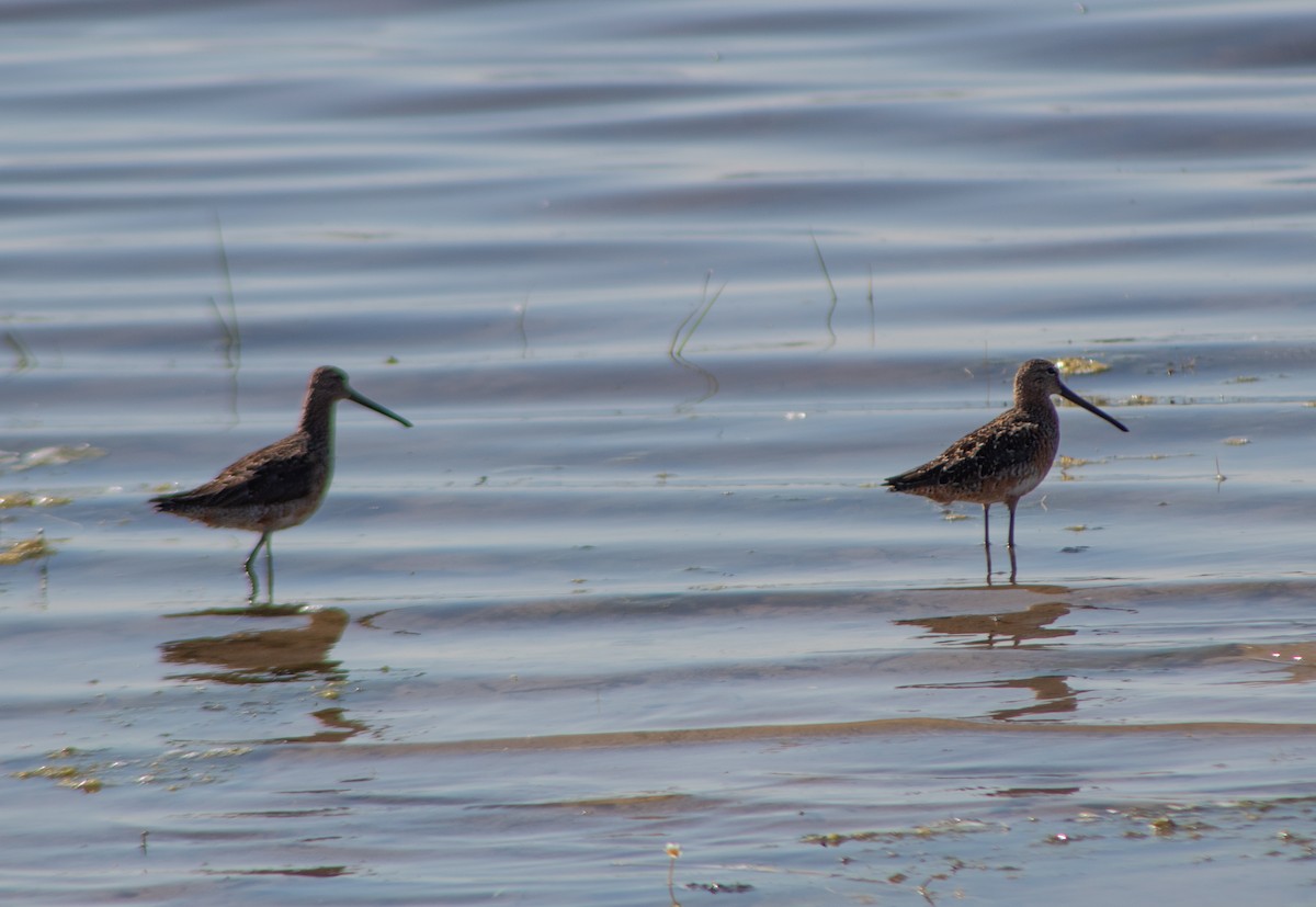 Long-billed Dowitcher - G Stacks