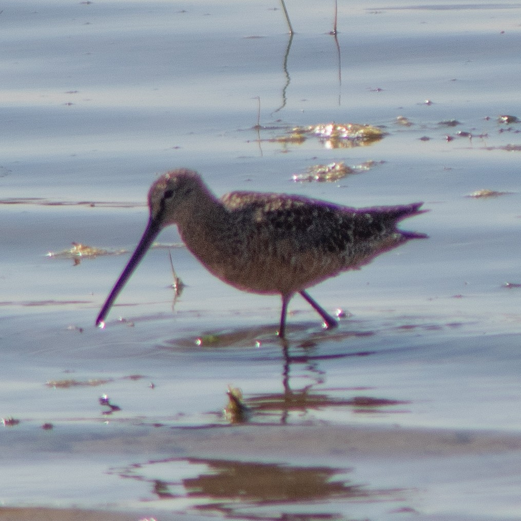 Long-billed Dowitcher - G Stacks