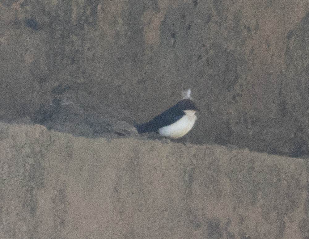 Wire-tailed Swallow - Lindy Fung