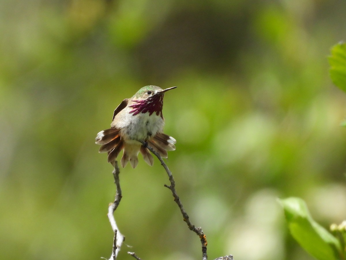 Calliope Hummingbird - Tim Forrester