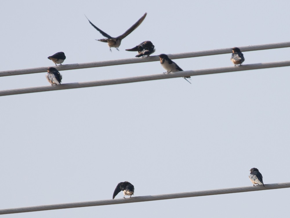 Barn Swallow - Lindy Fung