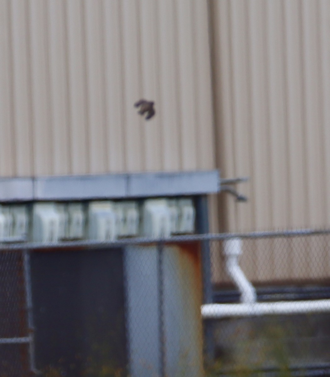 Northern Rough-winged Swallow - Russell Hillsley