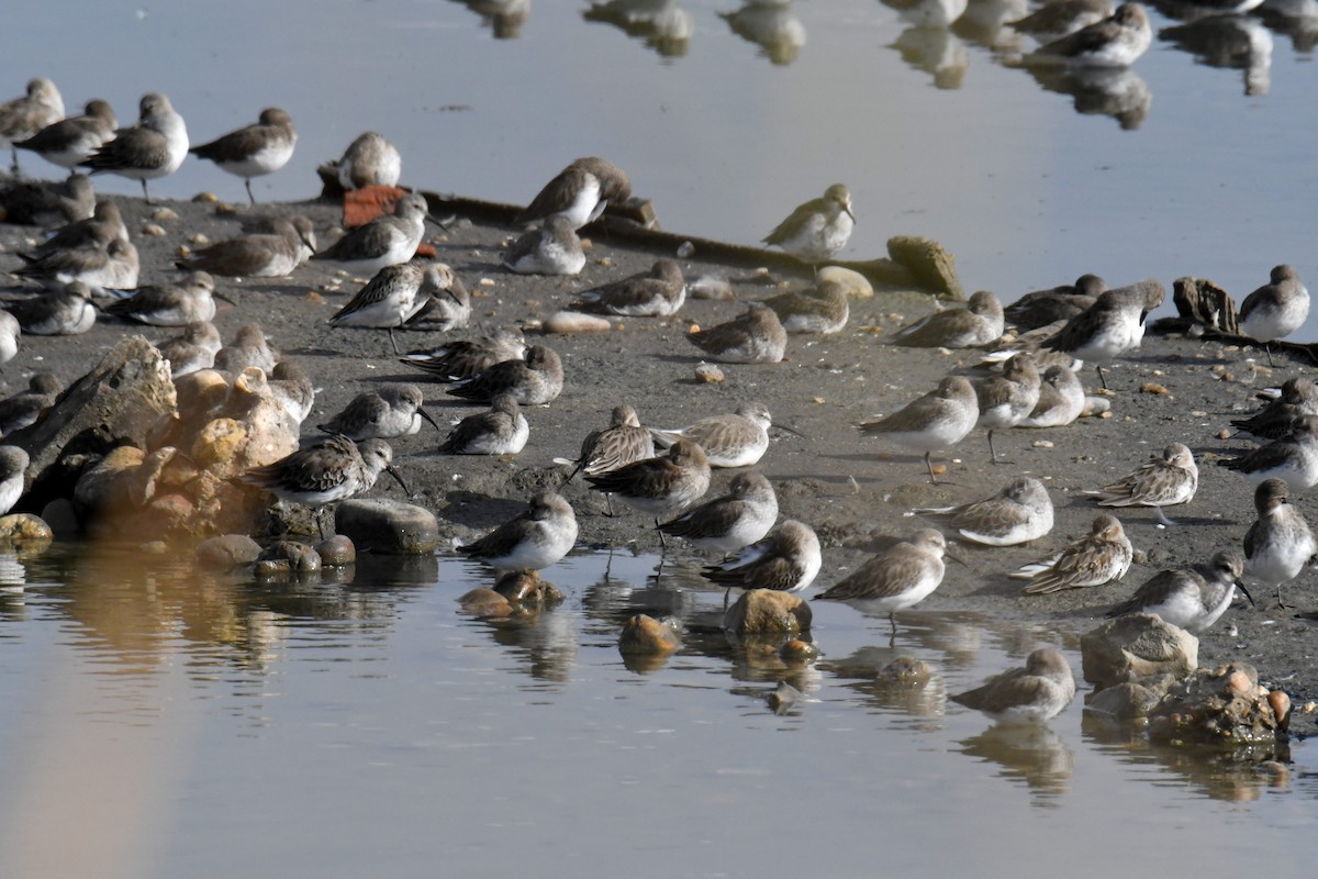 Dunlin - Kyle Gardiner