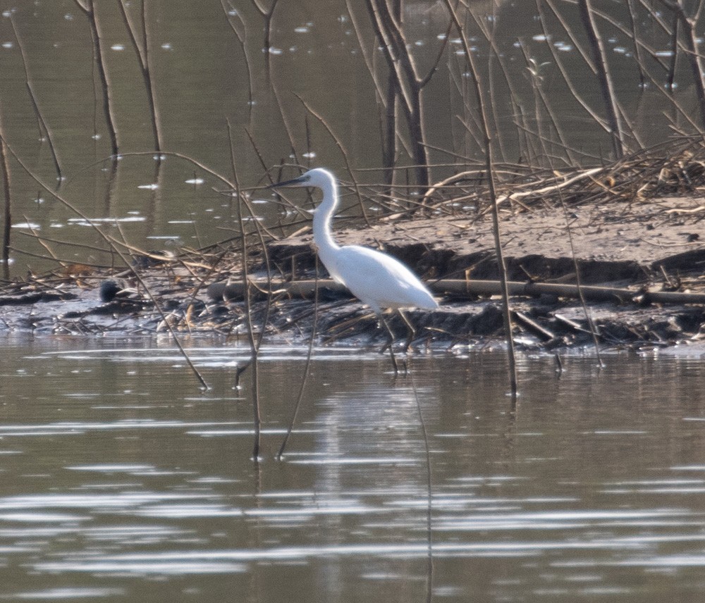 Little Egret - Lindy Fung