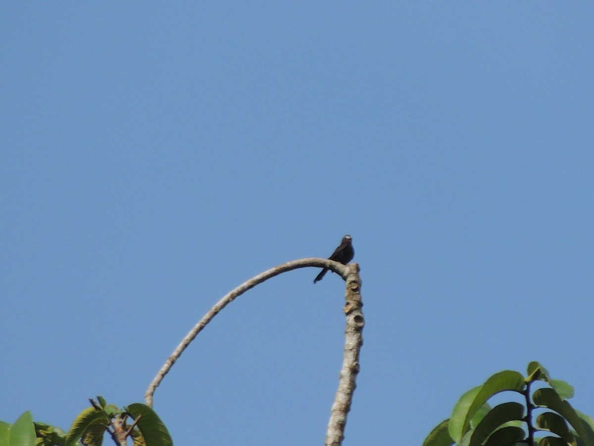 Long-tailed Tyrant - Roger Lambert