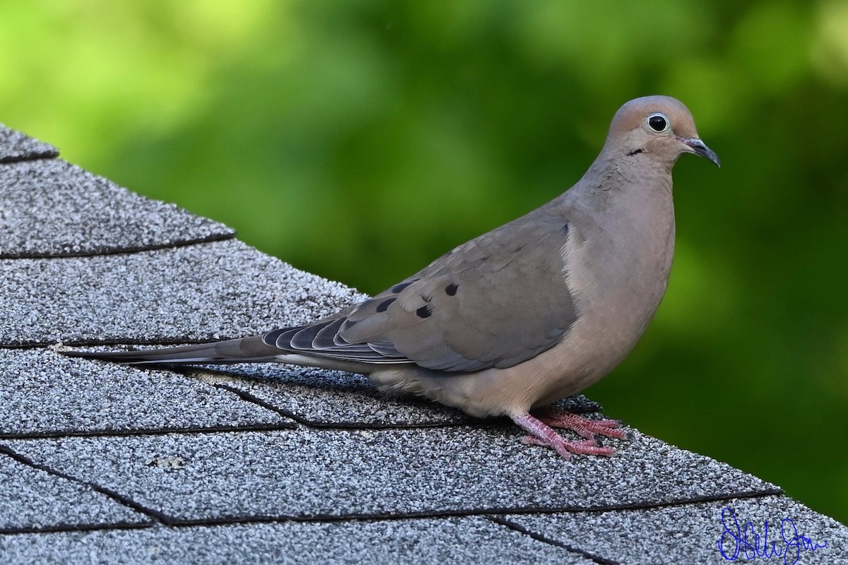 Mourning Dove - Neli Jo