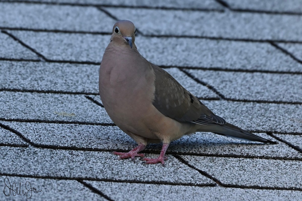 Mourning Dove - Neli Jo