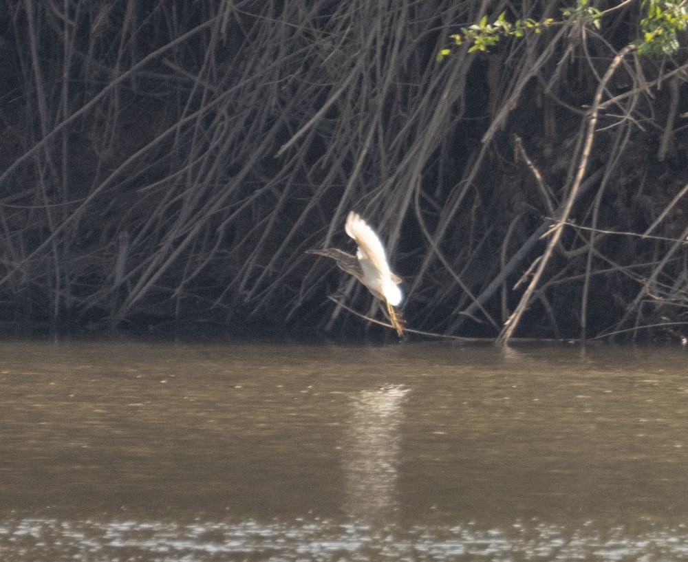 Chinese Pond-Heron - ML619550111