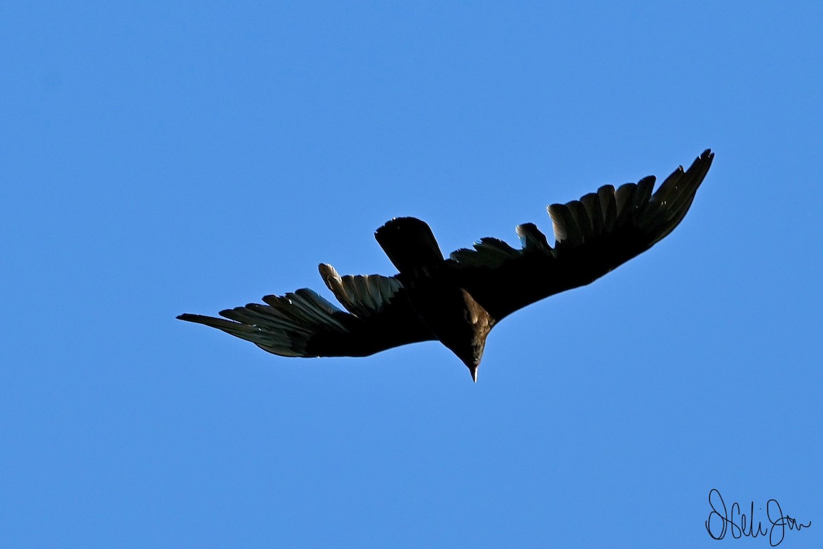 Turkey Vulture - Neli Jo