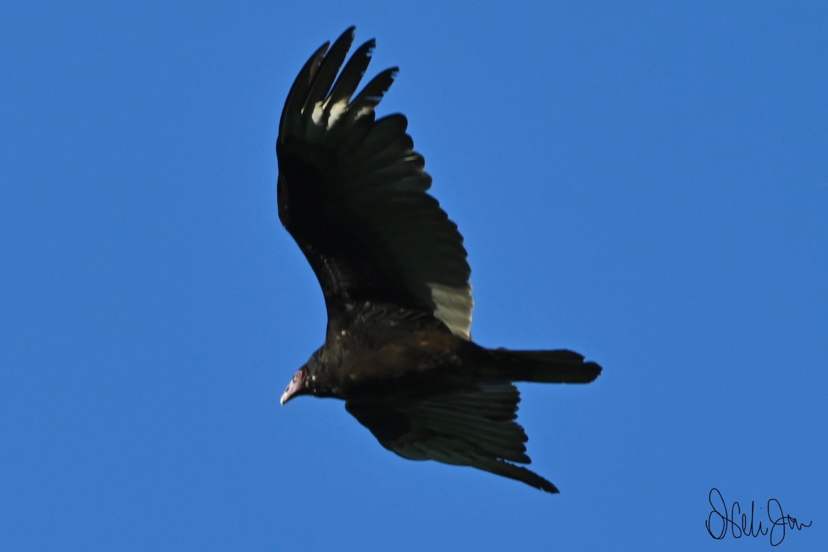 Turkey Vulture - Neli Jo