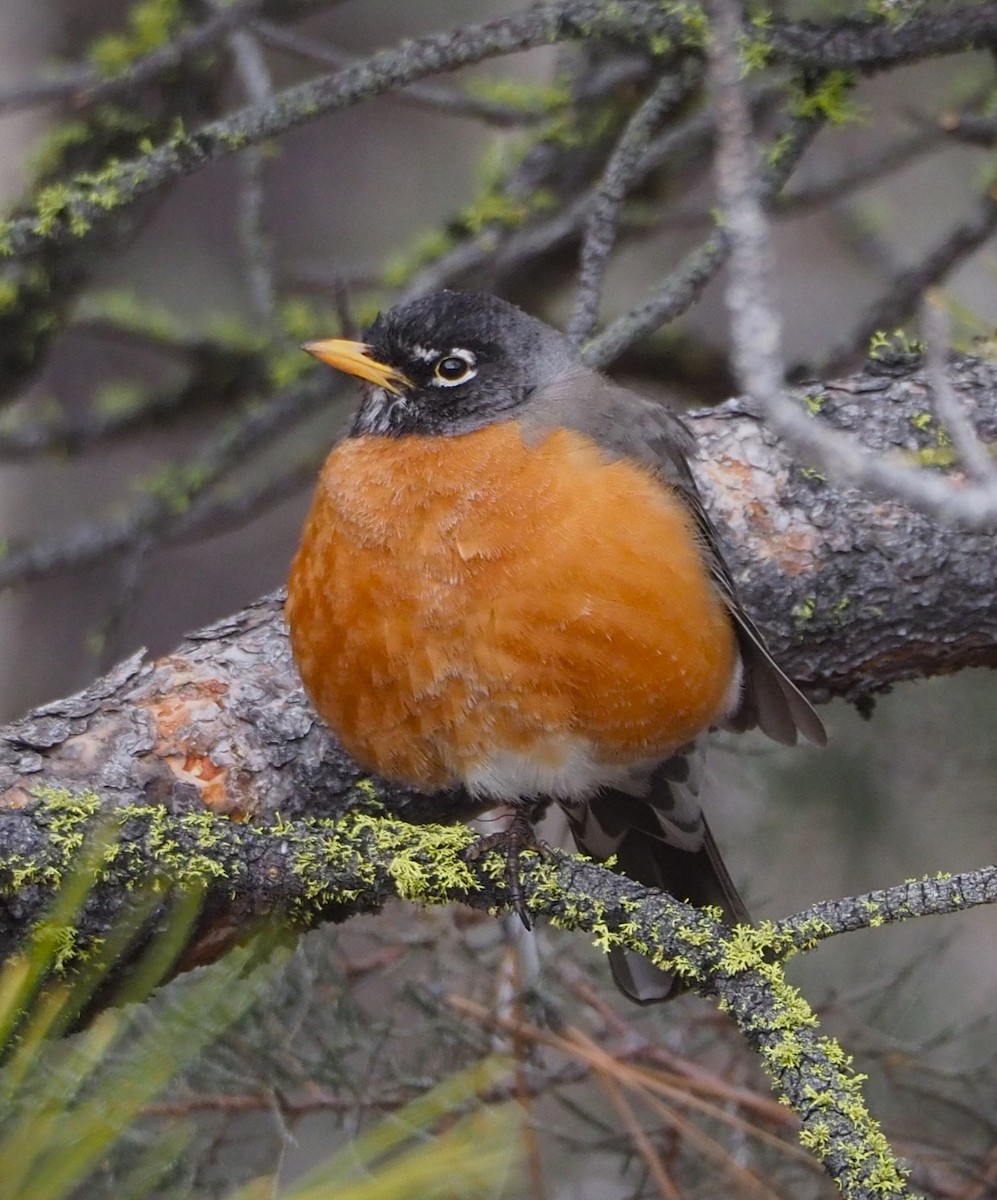 American Robin - Dick Cartwright