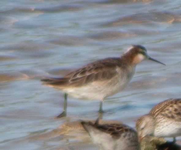 Wilson's Phalarope - G Stacks