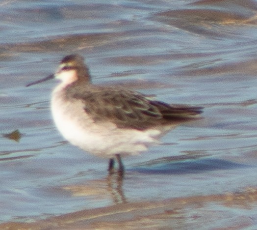 Wilson's Phalarope - G Stacks