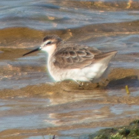 Wilson's Phalarope - G Stacks