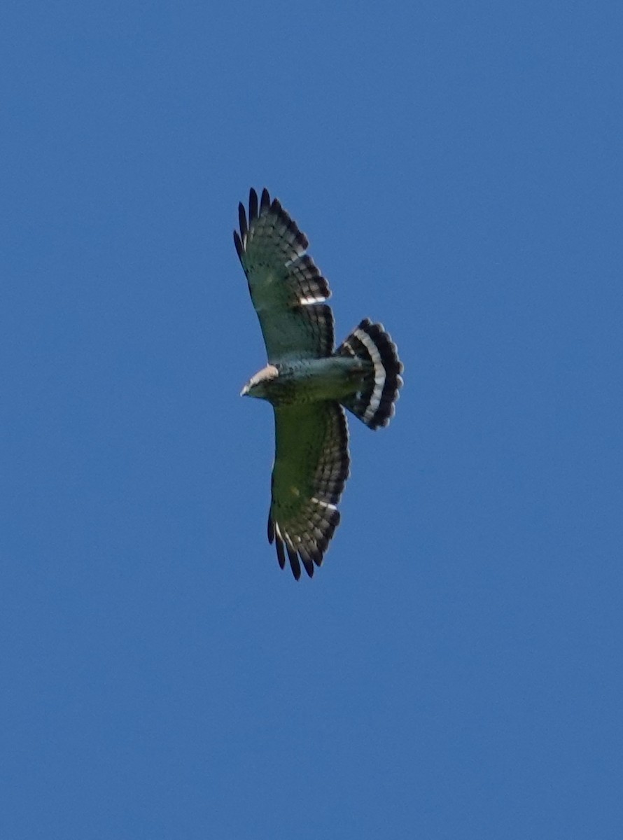 Broad-winged Hawk - Brian Lineaweaver