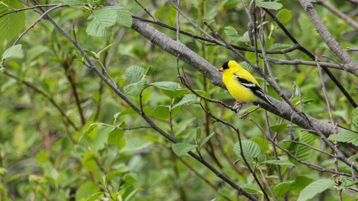 American Goldfinch - Diane Labarre