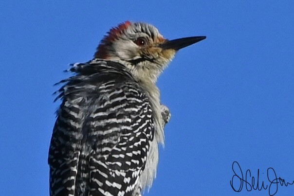 Red-bellied Woodpecker - Neli Jo