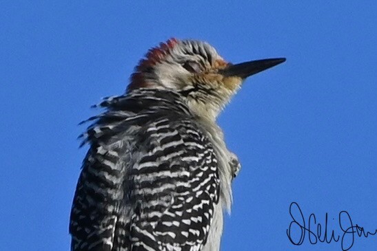 Red-bellied Woodpecker - Neli Jo