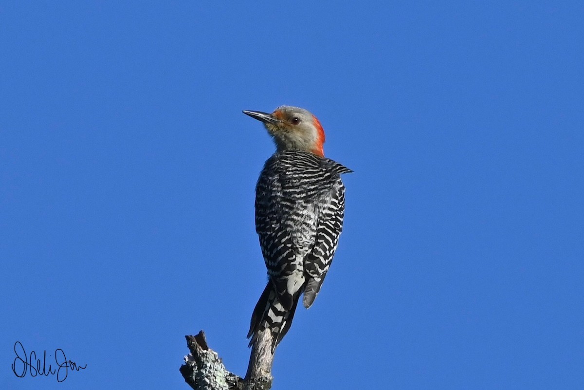 Red-bellied Woodpecker - Neli Jo