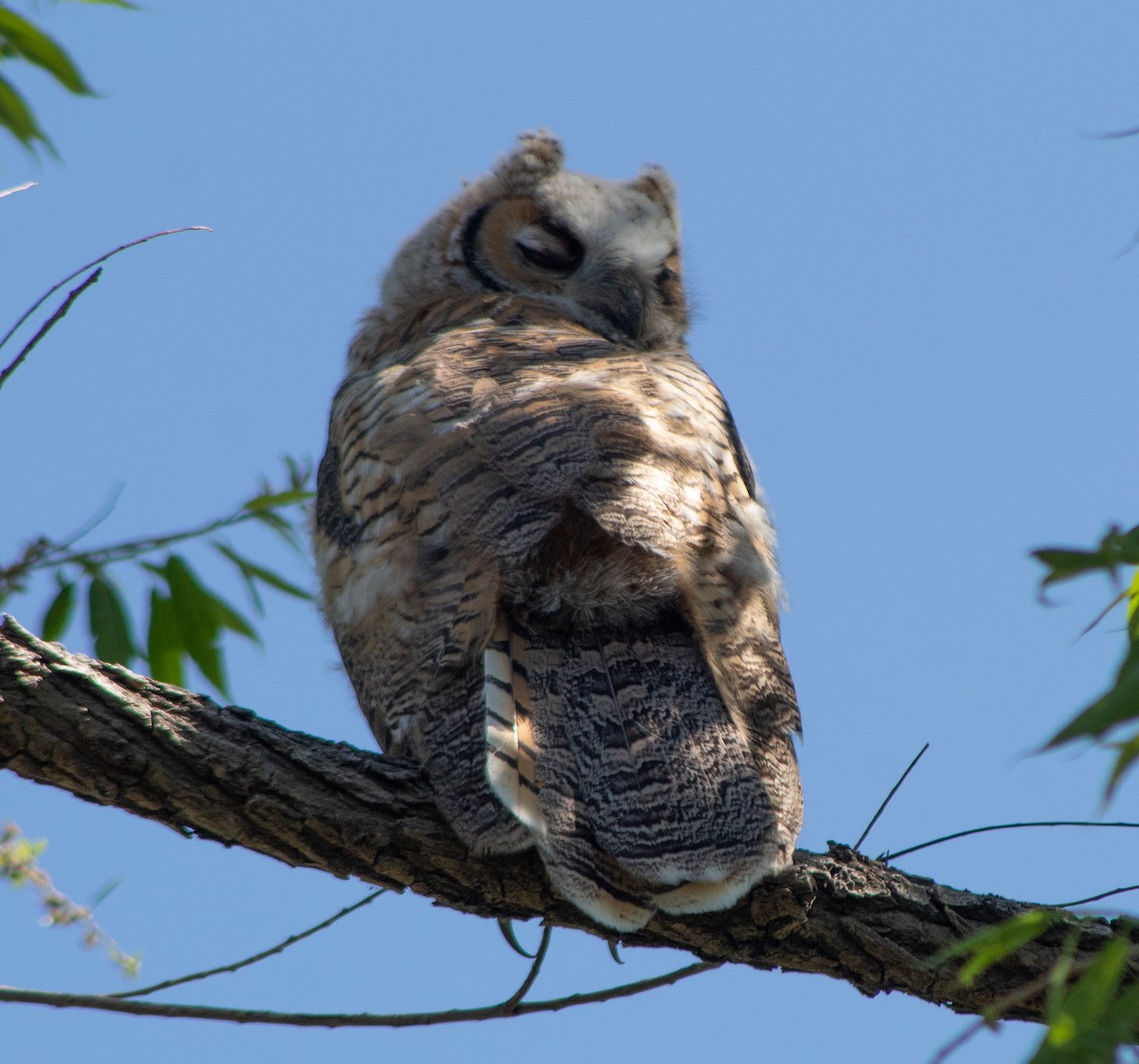 Great Horned Owl - G Stacks