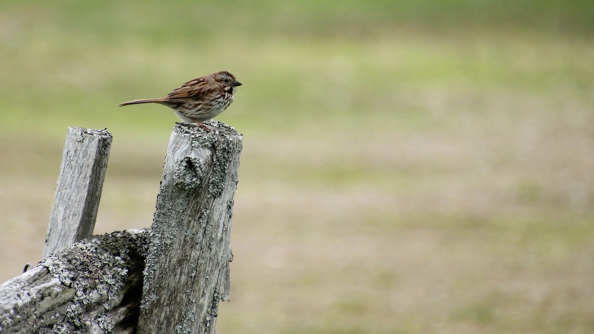 Song Sparrow - Diane Labarre