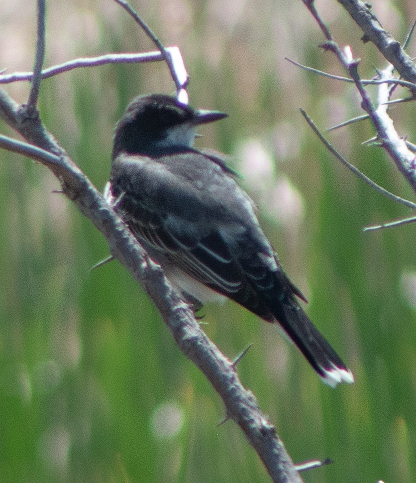 Eastern Kingbird - G Stacks