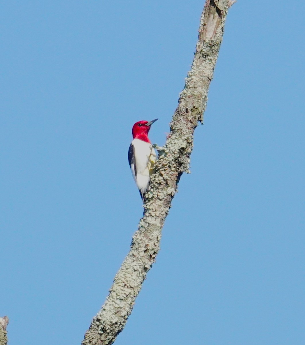 Red-headed Woodpecker - Brian Lineaweaver