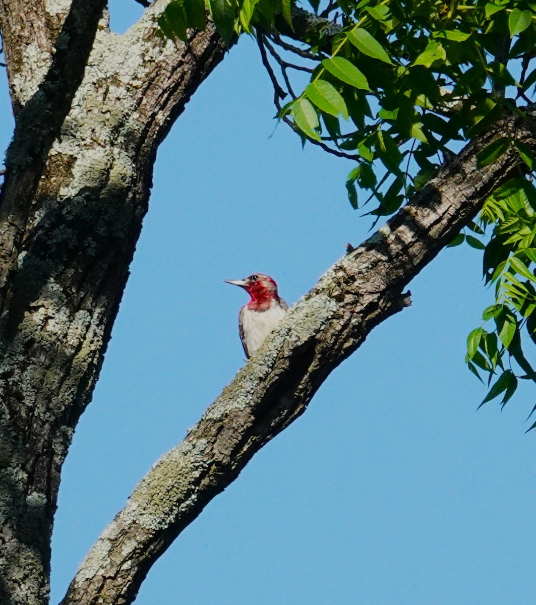 Red-headed Woodpecker - Brian Lineaweaver