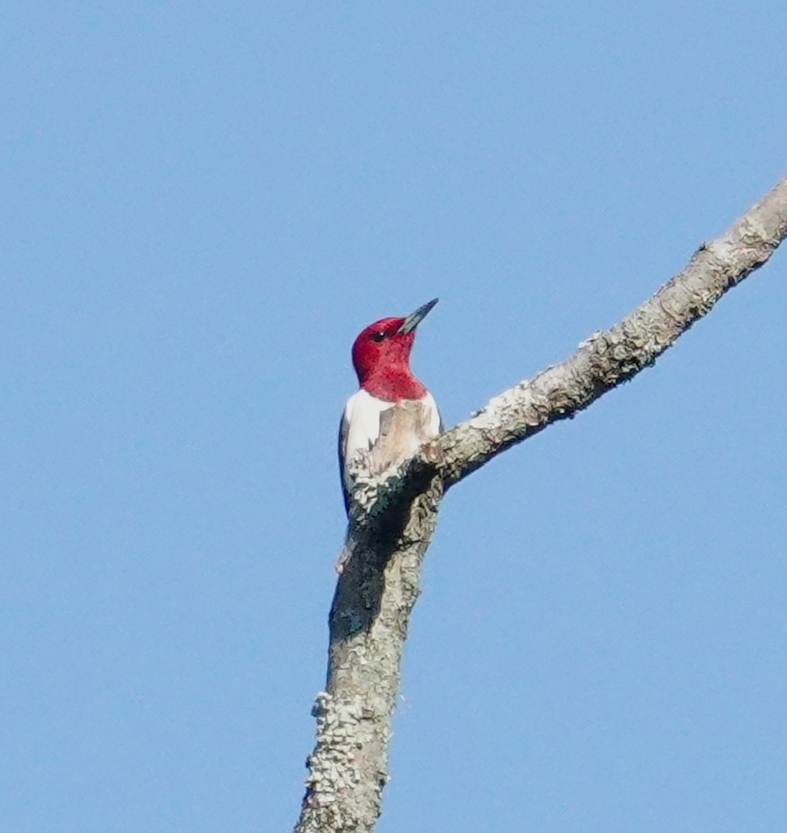 Red-headed Woodpecker - Brian Lineaweaver