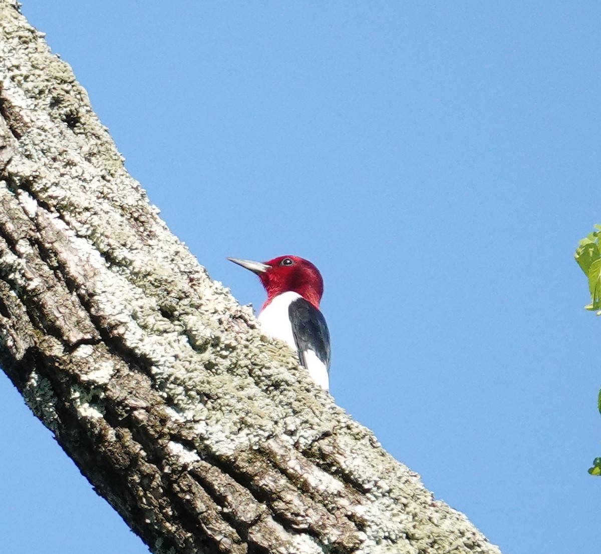 Red-headed Woodpecker - Brian Lineaweaver