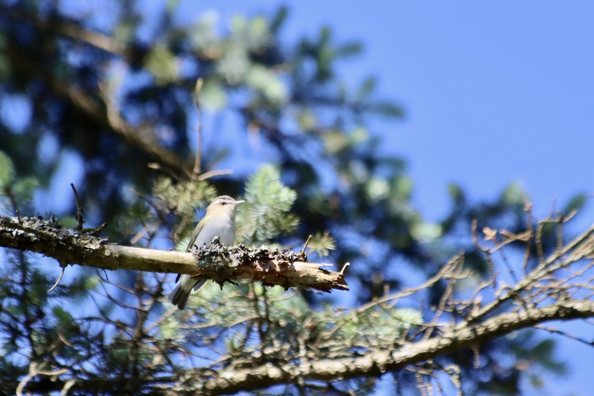 Red-eyed Vireo - C Schneck