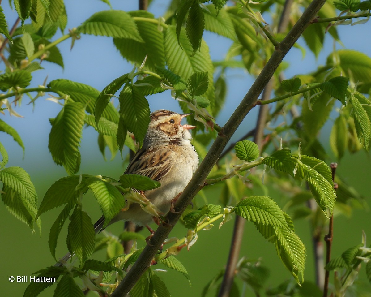 Clay-colored Sparrow - Bill Hatten