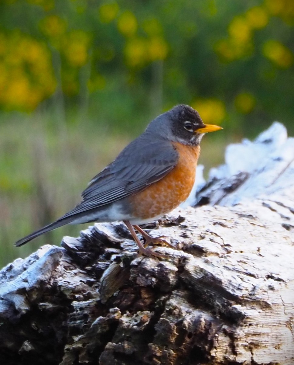 American Robin - Dick Cartwright