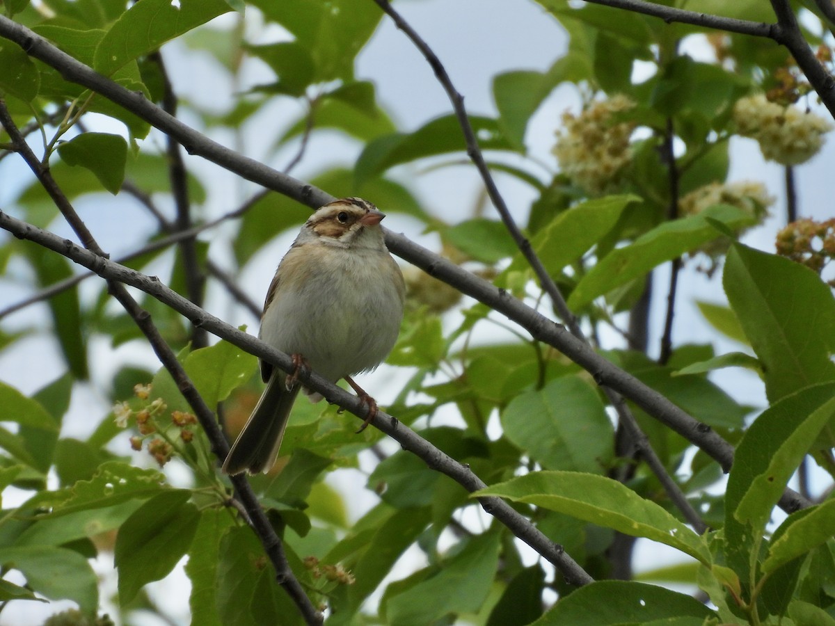 Clay-colored Sparrow - ML619550159