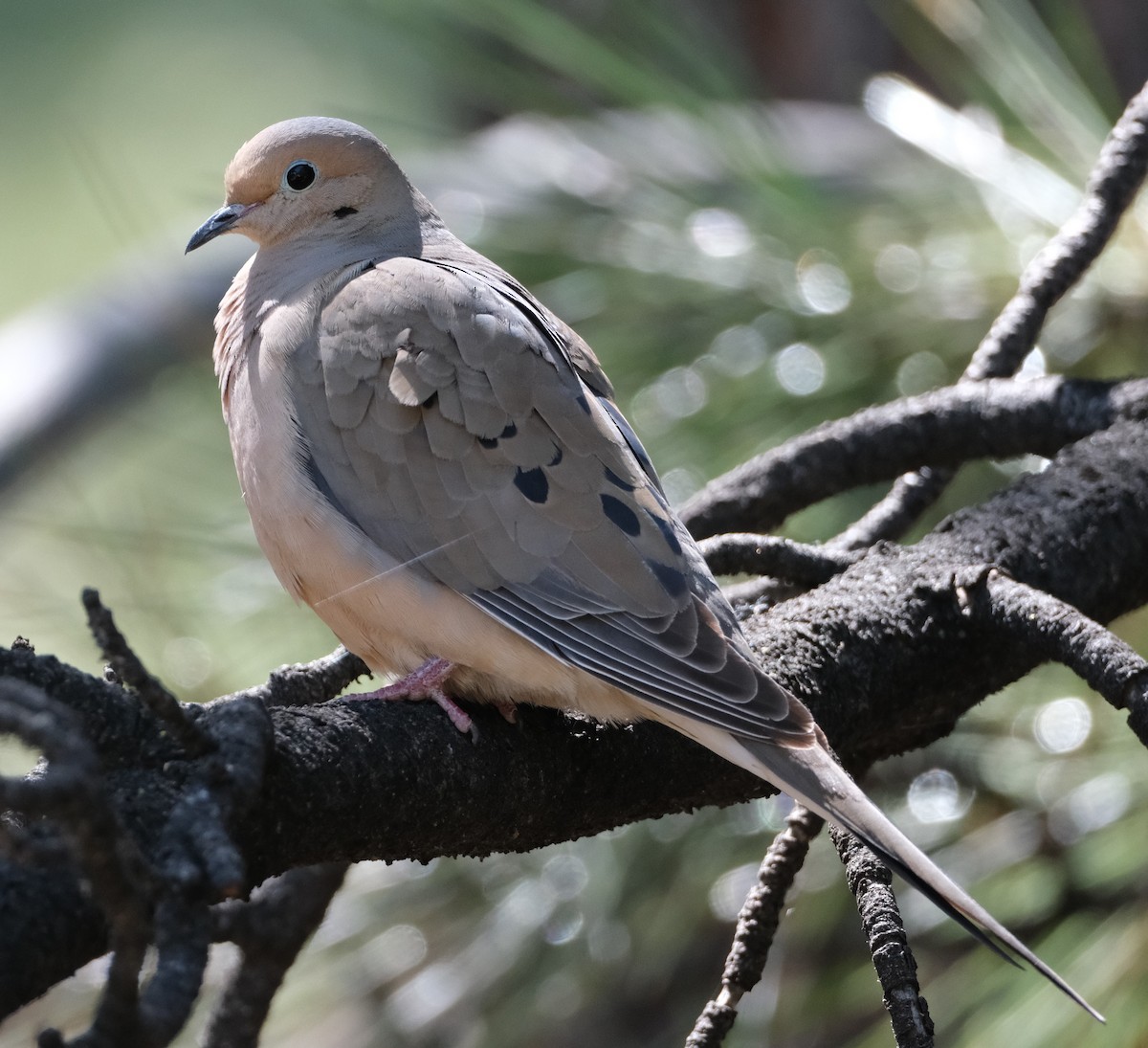 Mourning Dove - Lori Bellis