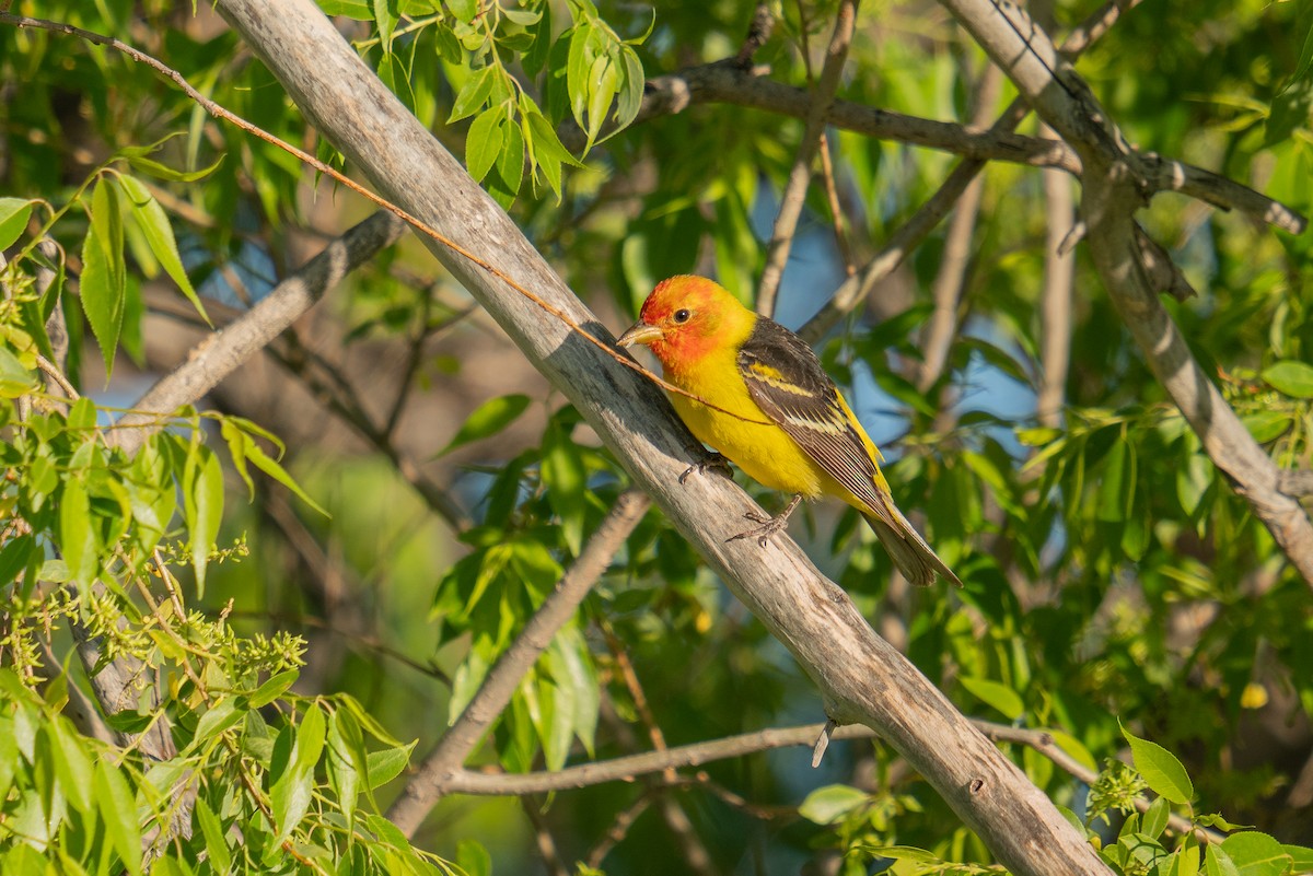 Western Tanager - Jason Cole