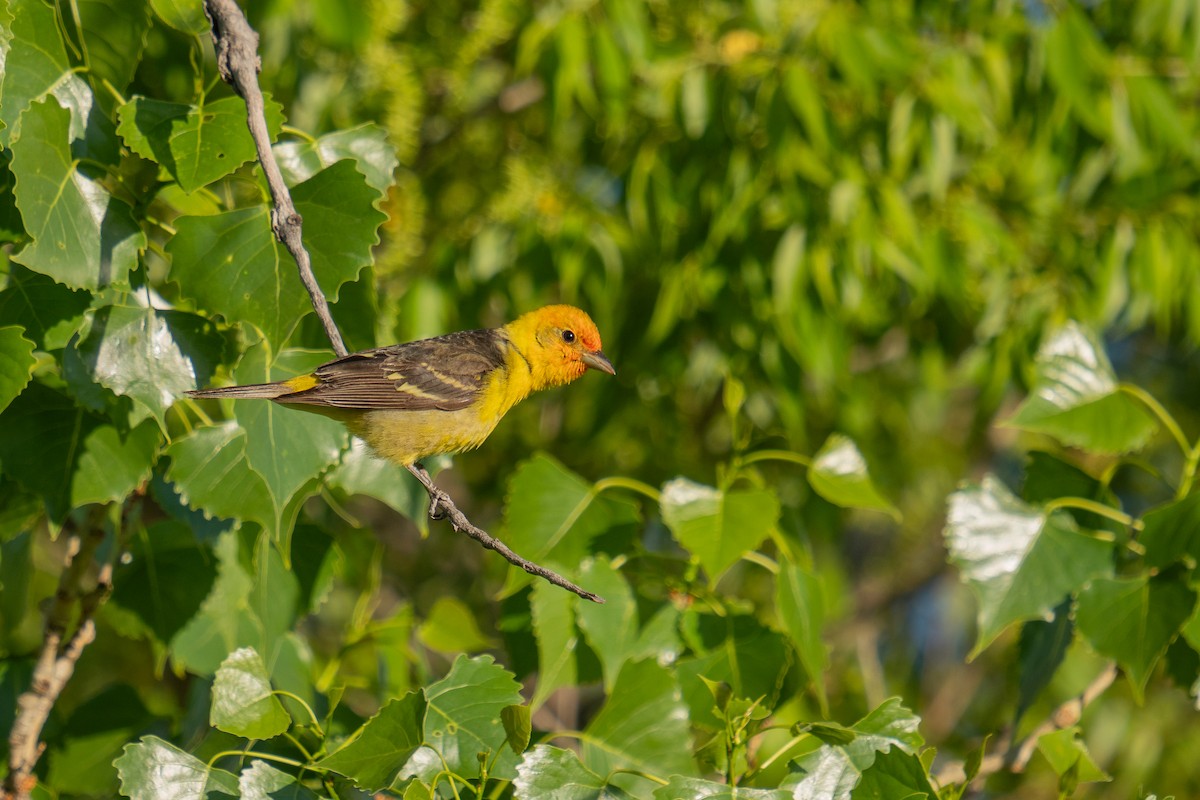 Western Tanager - Jason Cole