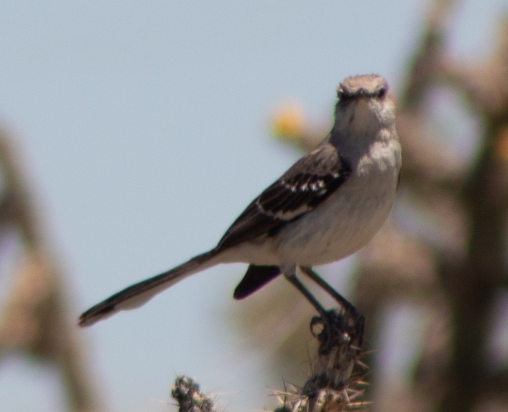 Northern Mockingbird - ML619550164