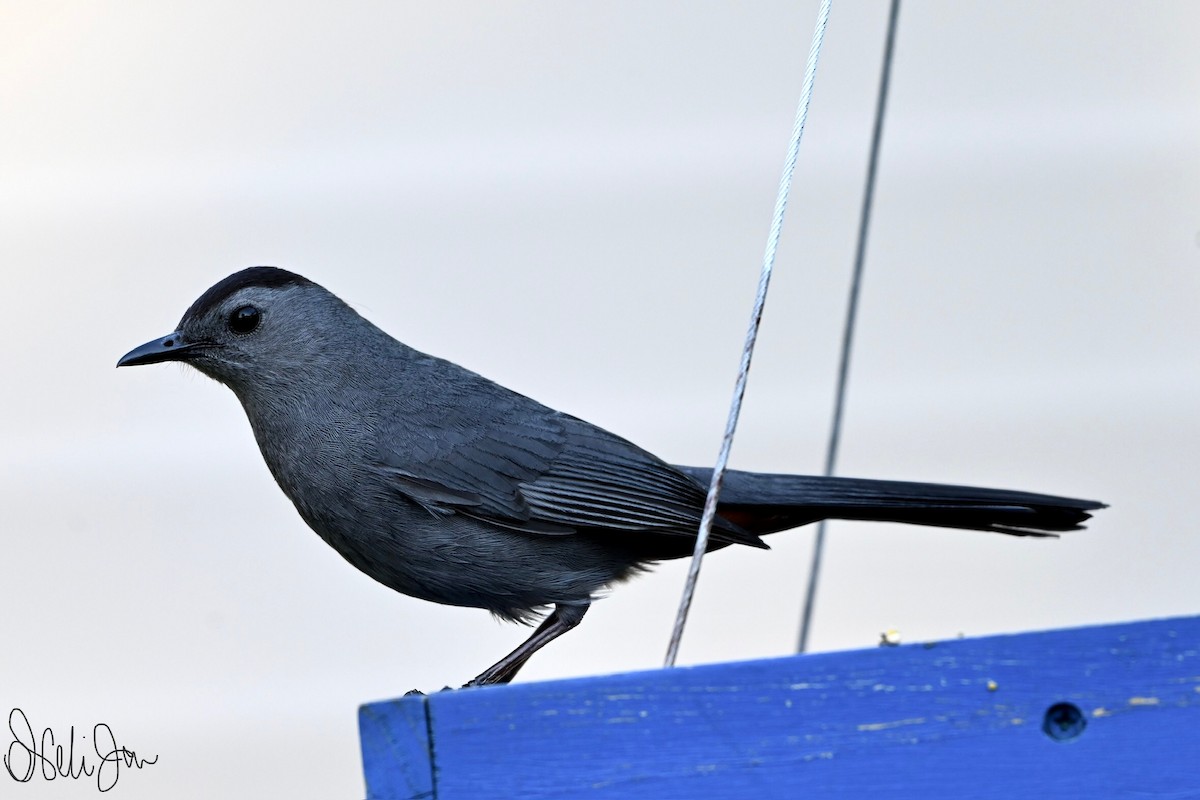 Gray Catbird - Neli Jo