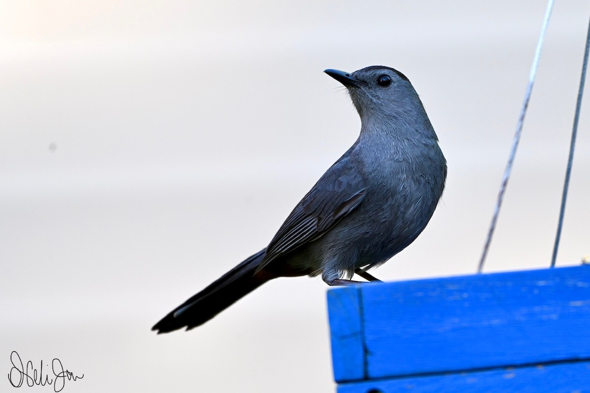 Gray Catbird - Neli Jo